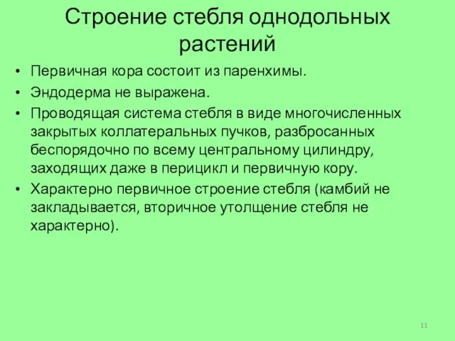 Строение стебля однодольных растений Первичная кора состоит из паренхимы. Эндодерма не