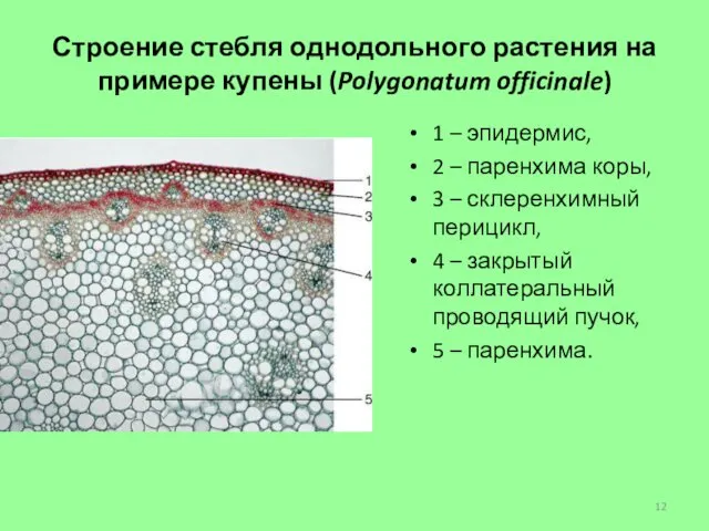 Строение стебля однодольного растения на примере купены (Polygonatum officinale) 1 –