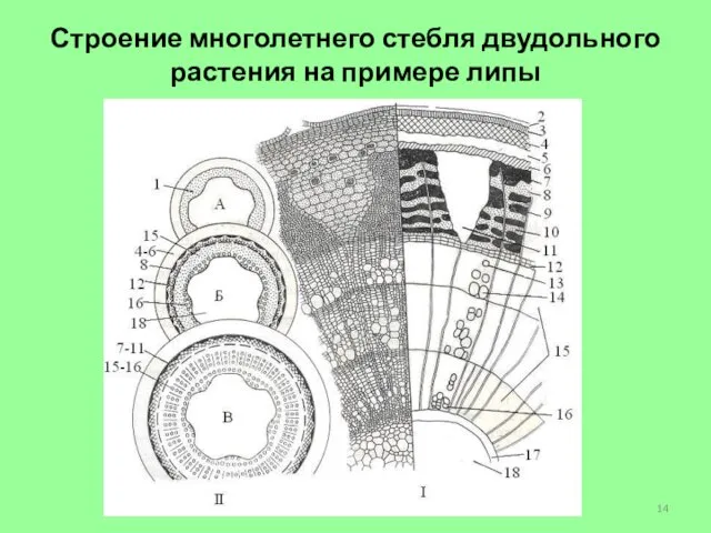 Строение многолетнего стебля двудольного растения на примере липы