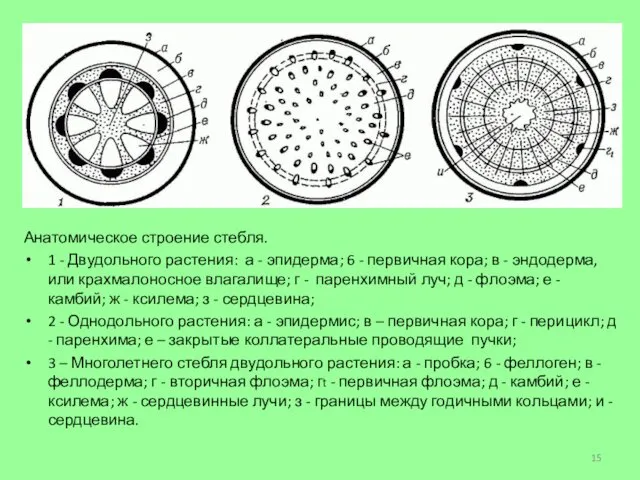 Анатомическое строение стебля. 1 - Двудольного растения: а - эпидерма; 6