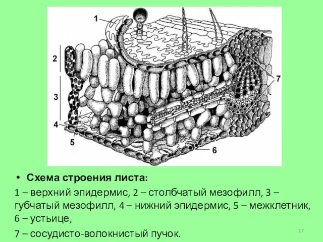 Схема строения листа: 1 – верхний эпидермис, 2 – столбчатый мезофилл,