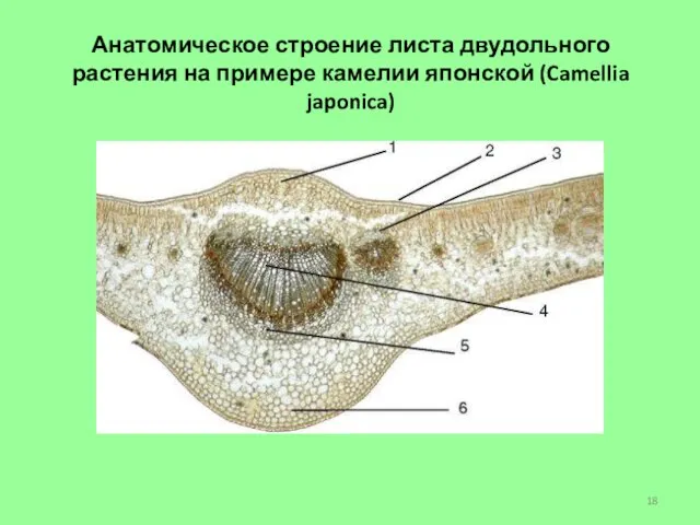 Анатомическое строение листа двудольного растения на примере камелии японской (Camellia japonica)