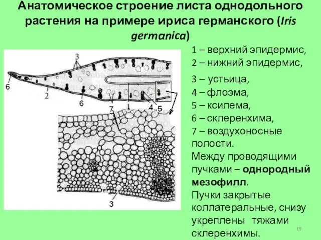 1 – верхний эпидермис, 2 – нижний эпидермис, 3 – устьица,