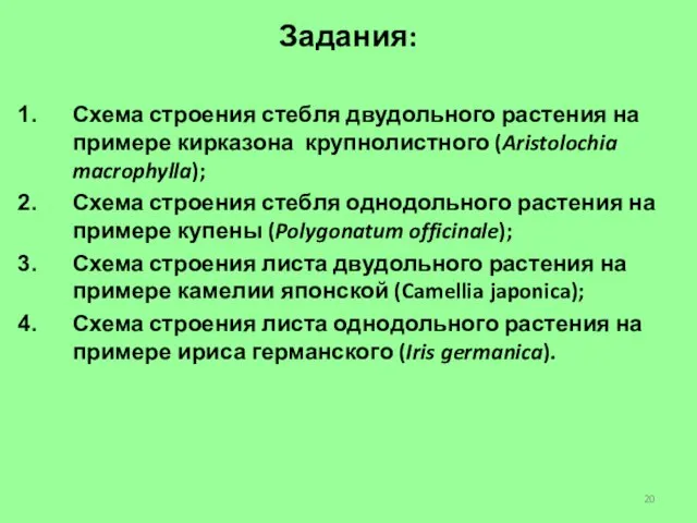 Задания: Схема строения стебля двудольного растения на примере кирказона крупнолистного (Aristolochia