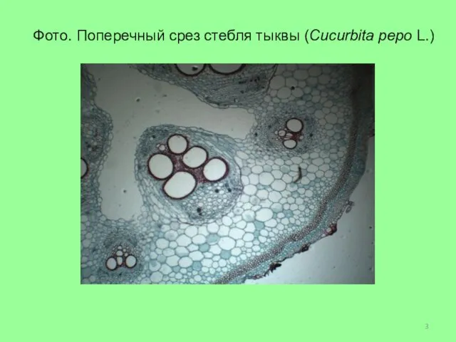 Фото. Поперечный срез стебля тыквы (Cucurbita pepo L.)