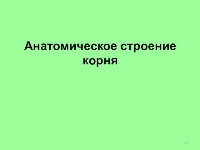 Анатомическое строение корня