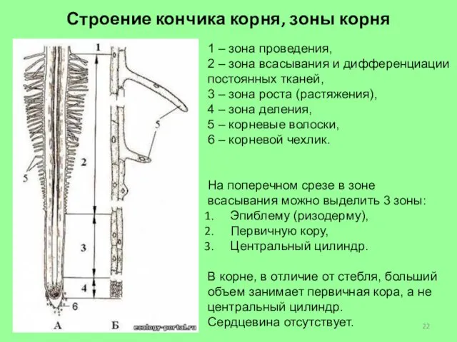 Строение кончика корня, зоны корня 1 – зона проведения, 2 –