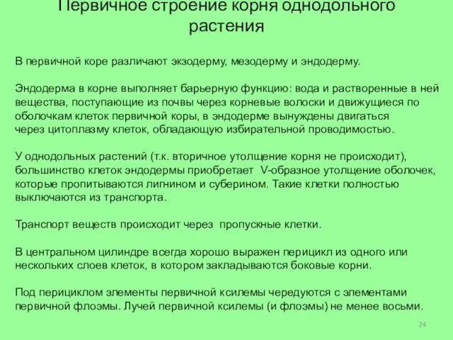 Первичное строение корня однодольного растения В первичной коре различают экзодерму, мезодерму