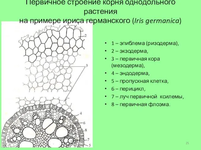 1 – эпиблема (ризодерма), 2 – экзодерма, 3 – первичная кора