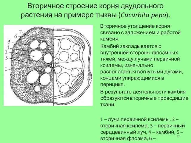 Вторичное строение корня двудольного растения на примере тыквы (Cucurbita pepo). Вторичное