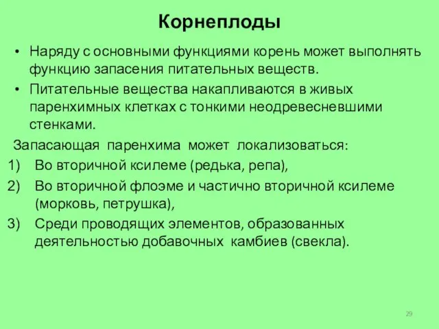 Корнеплоды Наряду с основными функциями корень может выполнять функцию запасения питательных