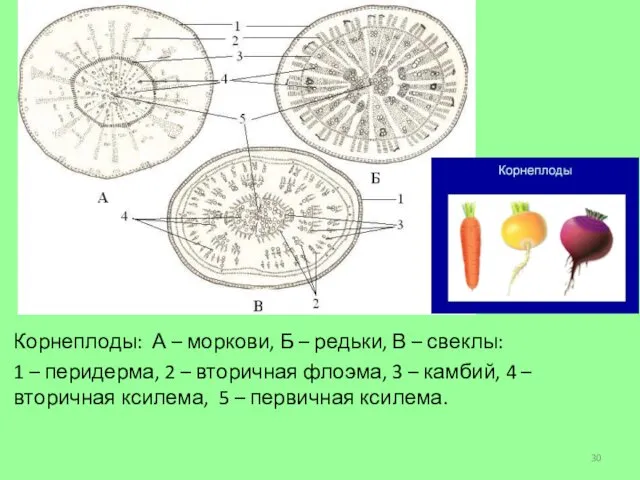 Корнеплоды: А – моркови, Б – редьки, В – свеклы: 1