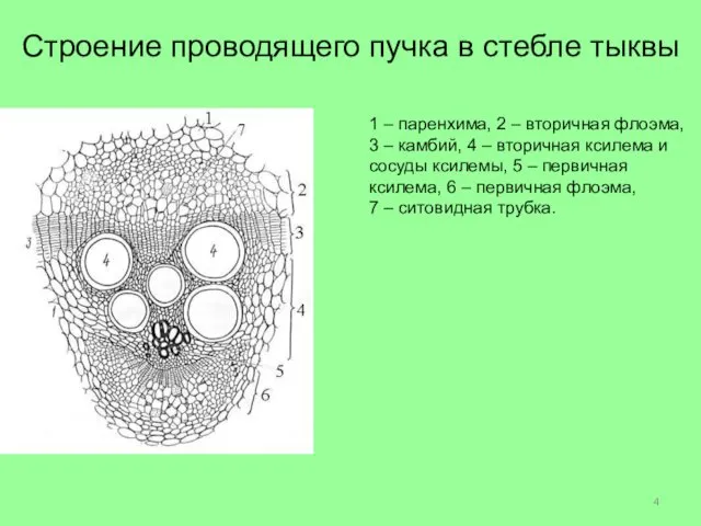 Строение проводящего пучка в стебле тыквы 1 – паренхима, 2 –