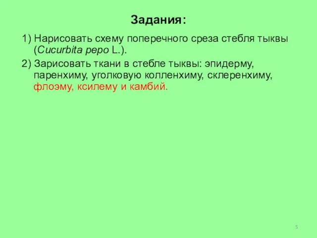 Задания: 1) Нарисовать схему поперечного среза стебля тыквы (Cucurbita pepo L.).