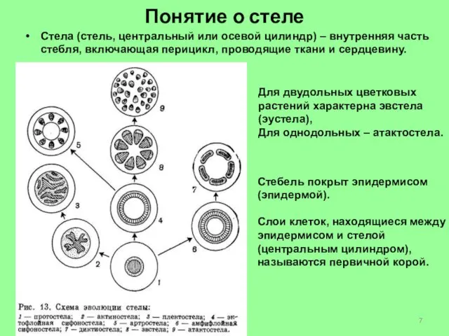 Понятие о стеле Стела (стель, центральный или осевой цилиндр) – внутренняя