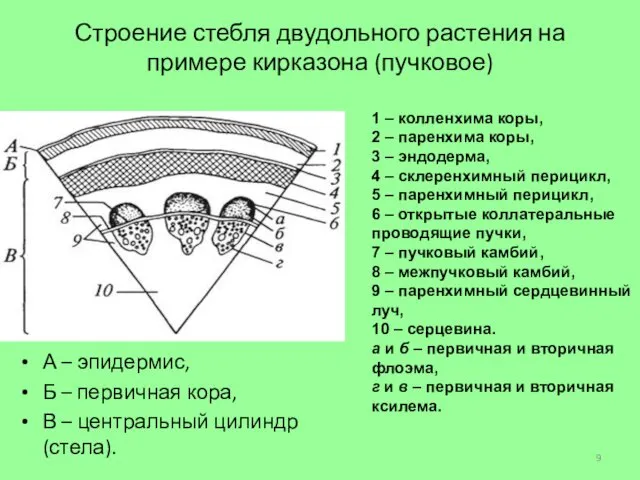 Строение стебля двудольного растения на примере кирказона (пучковое) А – эпидермис,