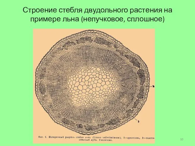 Строение стебля двудольного растения на примере льна (непучковое, сплошное)