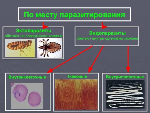 По месту паразитирования Эктопаразиты обитают на поверхности хозяина Эндопаразиты обитают внутри организма хозяина Внутриклеточные Тканевые Внутриполостные
