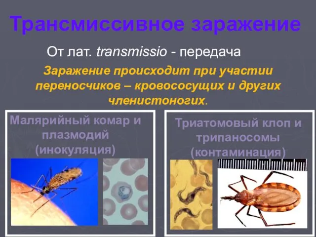 Трансмиссивное заражение Заражение происходит при участии переносчиков – кровососущих и других