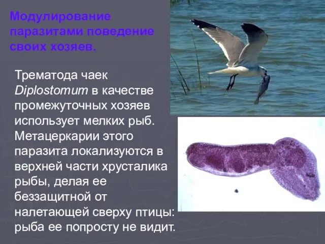 Трематода чаек Diplostomum в качестве промежуточных хозяев использует мелких рыб. Метацеркарии