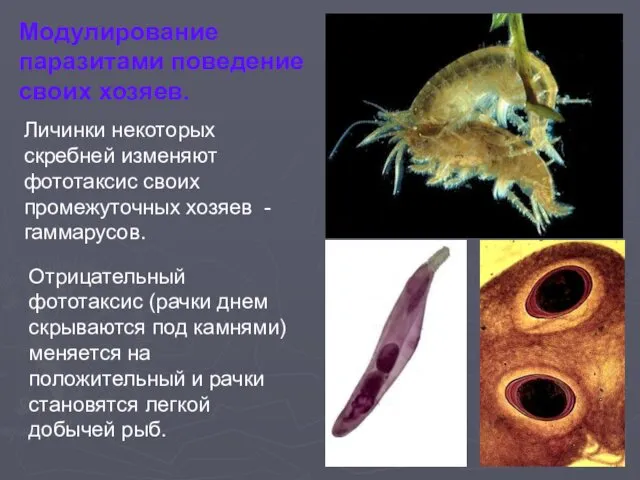 Отрицательный фототаксис (рачки днем скрываются под камнями) меняется на положительный и