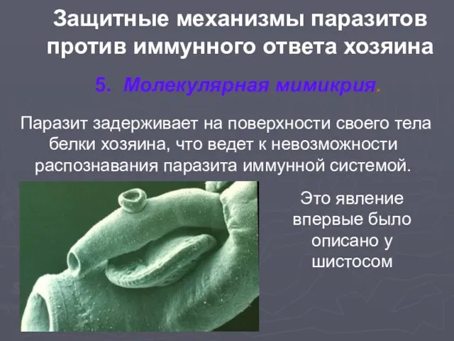 Защитные механизмы паразитов против иммунного ответа хозяина 5. Молекулярная мимикрия. Паразит