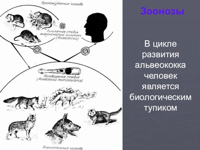 Зоонозы В цикле развития альвеококка человек является биологическим тупиком