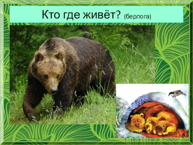 Кто где живёт? (берлога)