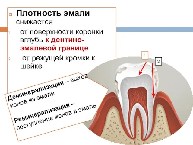 Плотность эмали снижается от поверхности коронки вглубь к дентино-эмалевой границе от