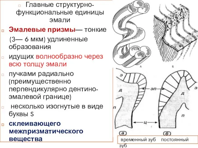 Главные структурно-функциональные единицы эмали Эмалевые призмы— тонкие (3— 6 мкм) удлиненные