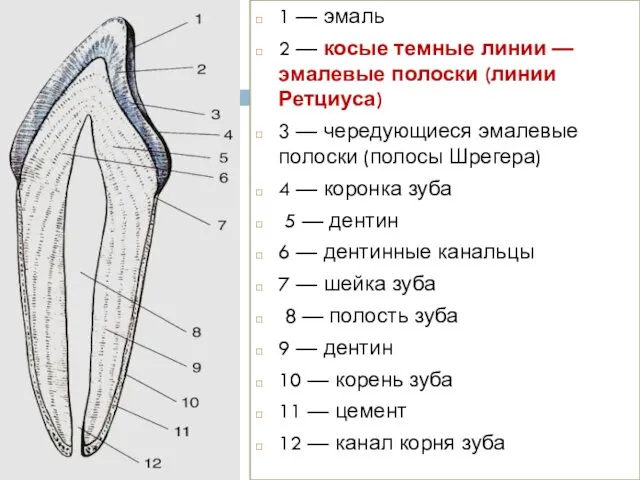 1 — эмаль 2 — косые темные линии — эмалевые полоски