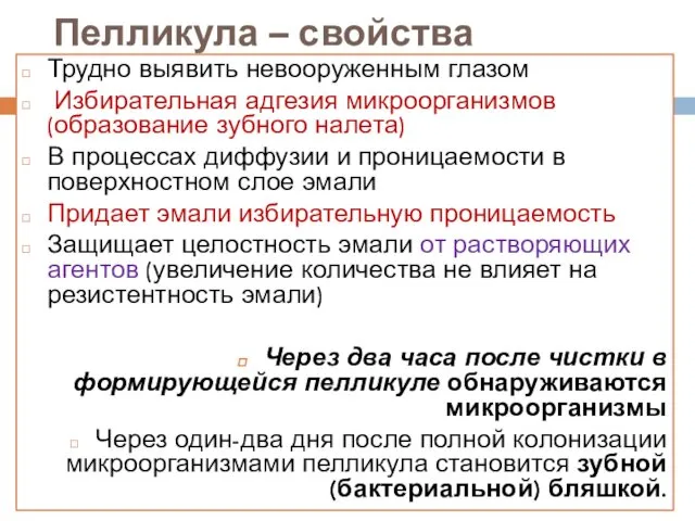 Пелликула – свойства Трудно выявить невооруженным глазом Избирательная адгезия микроорганизмов (образование