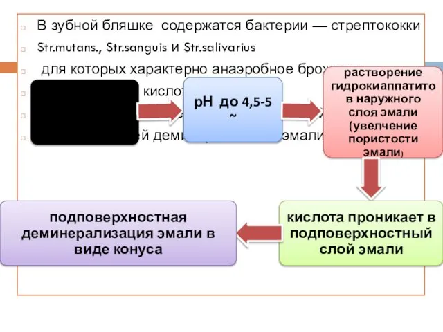 В зубной бляшке содержатся бактерии — стрептококки Str.mutans., Str.sanguis и Str.salivarius