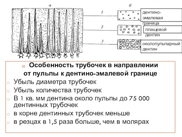 Особенность трубочек в направлении от пульпы к дентино-эмалевой границе Убыль диаметра