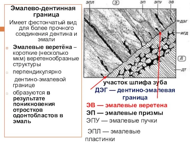 Эмалево-дентинная граница Имеет фестончатый вид для более прочного соединения дентина и