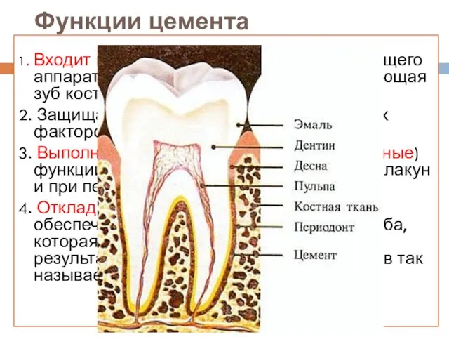 Функции цемента 1. Входит в состав пародонта - поддерживающего аппарата зуба