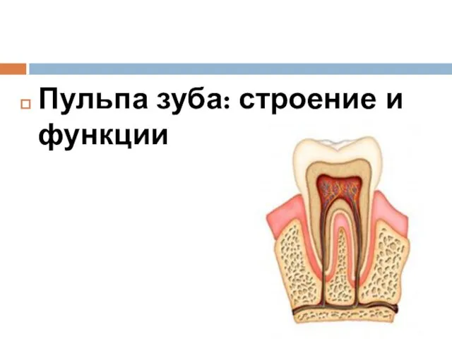 Пульпа зуба: строение и функции