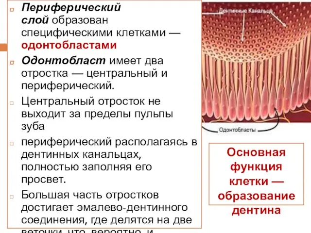 Периферический слой образован специфическими клетками — одонтобластами Одонтобласт имеет два отростка