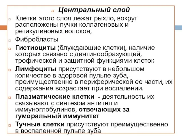 Центральный слой Клетки этого слоя лежат рыхло, вокруг расположены пучки коллагеновых