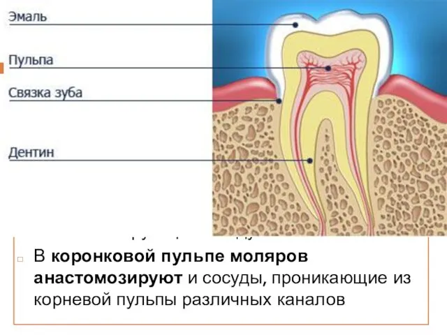 Сосуды проникают в пульпу через апикальное отверстие корня входят 2—3 крупными