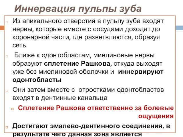 Иннервация пульпы зуба Из апикального отверстия в пульпу зуба входят нервы,