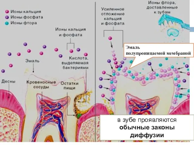 Эмаль проницаема в обоих направлениях: от поверхности эмали к дентину и