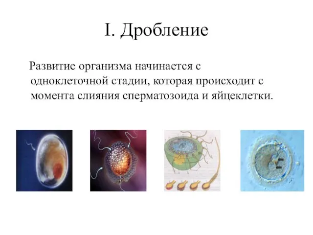 I. Дробление Развитие организма начинается с одноклеточной стадии, которая происходит с момента слияния сперматозоида и яйцеклетки.