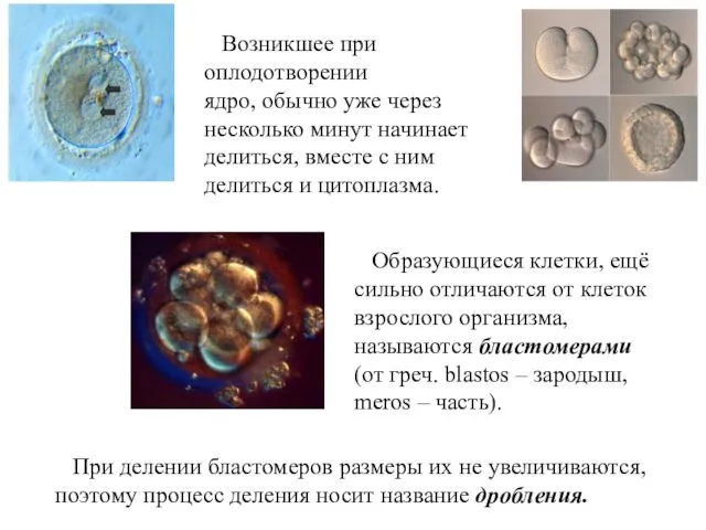 Возникшее при оплодотворении ядро, обычно уже через несколько минут начинает делиться,