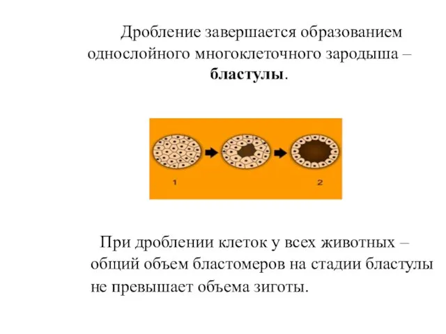 Дробление завершается образованием однослойного многоклеточного зародыша – бластулы. При дроблении клеток