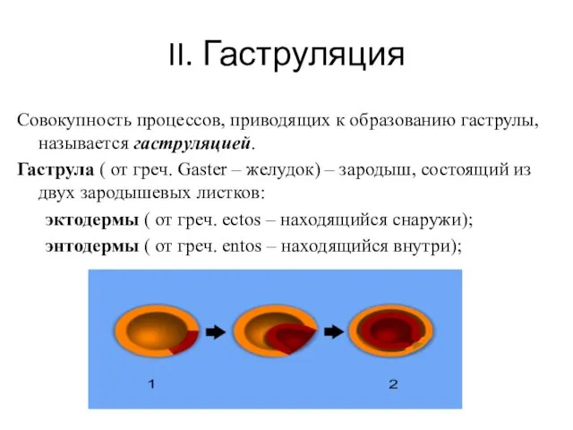 II. Гаструляция Совокупность процессов, приводящих к образованию гаструлы, называется гаструляцией. Гаструла