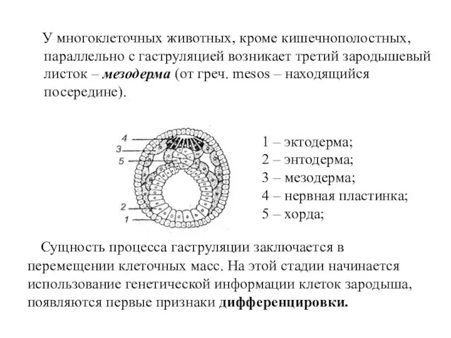 У многоклеточных животных, кроме кишечнополостных, параллельно с гаструляцией возникает третий зародышевый