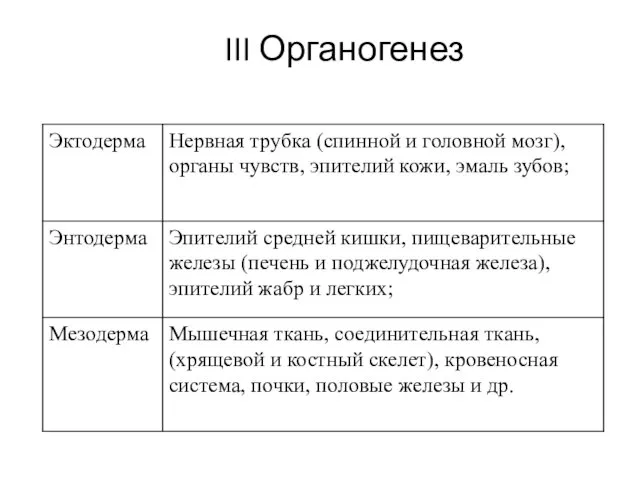 III Органогенез