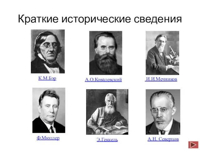 Краткие исторические сведения К.М.Бэр А.О.Ковалевский И.И.Мечников Ф.Мюллер Э.Геккель А.Н. Северцов