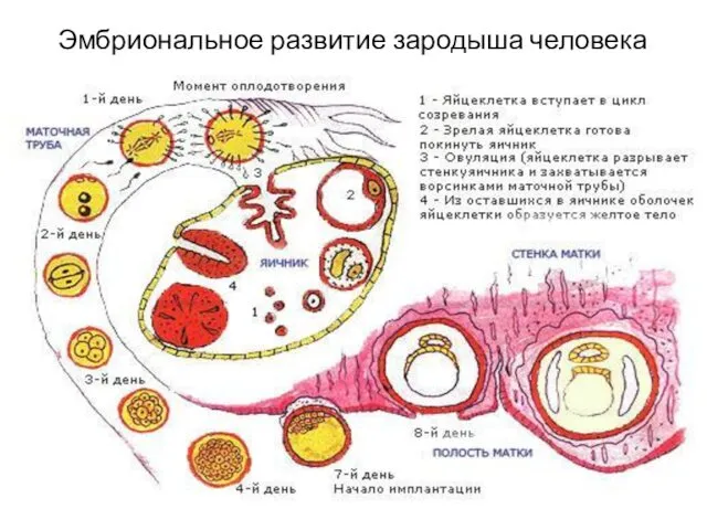 Эмбриональное развитие зародыша человека